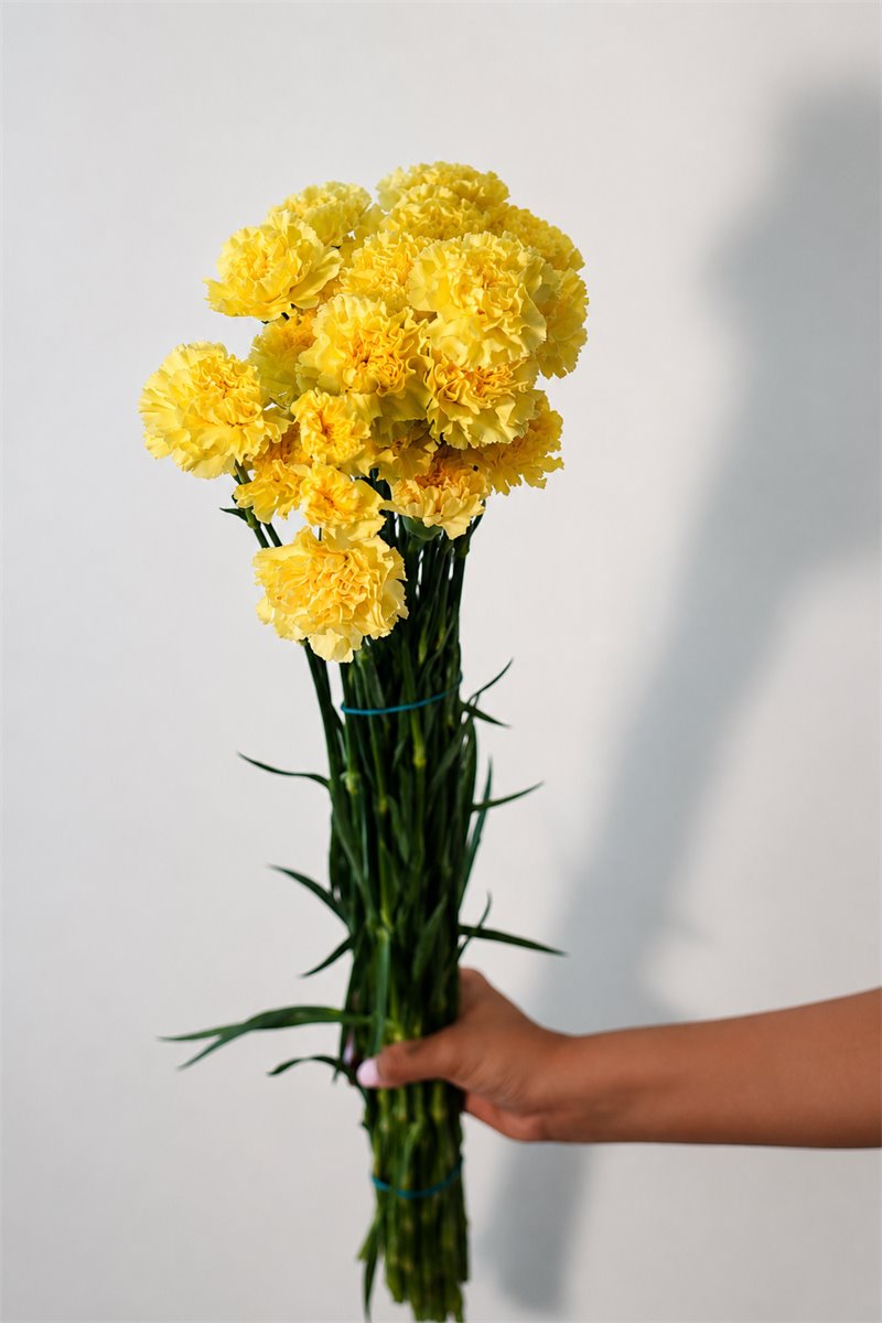 Tallos amarillos para arreglo | Almacen Floral