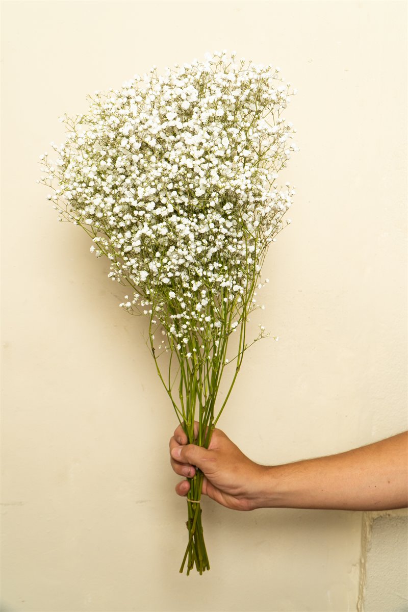 Gypsophila blanca | Almacen Floral