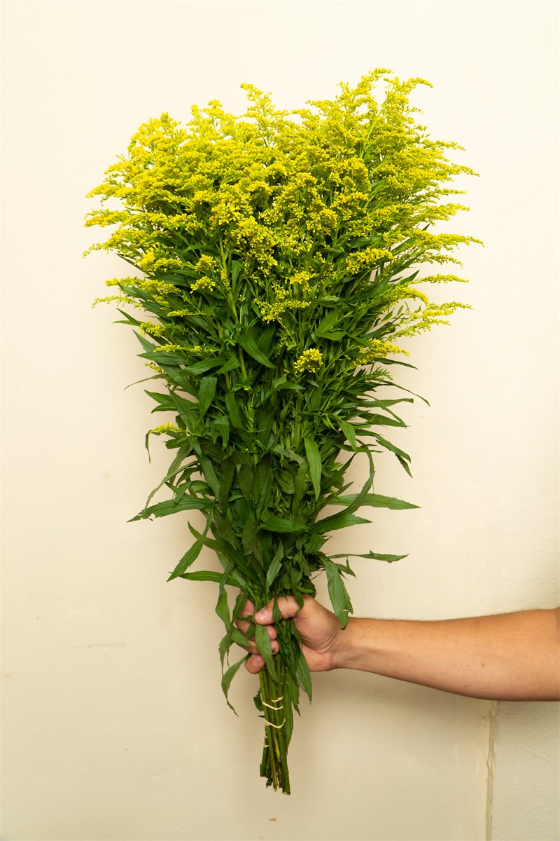 Follaje amarillo ornamental | Almacen Floral