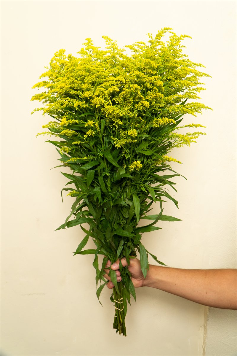 Follaje amarillo ornamental plus | Almacen Floral