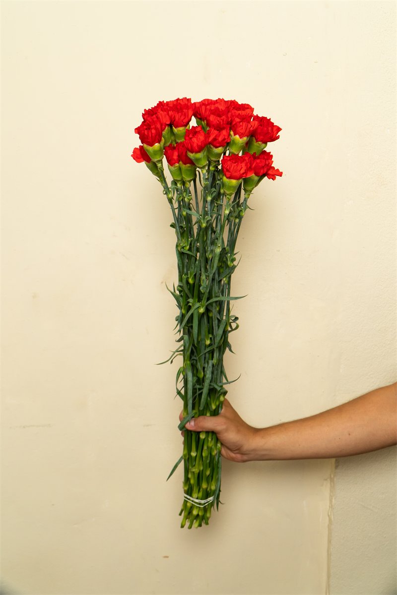 Clavel rojo | Almacen Floral