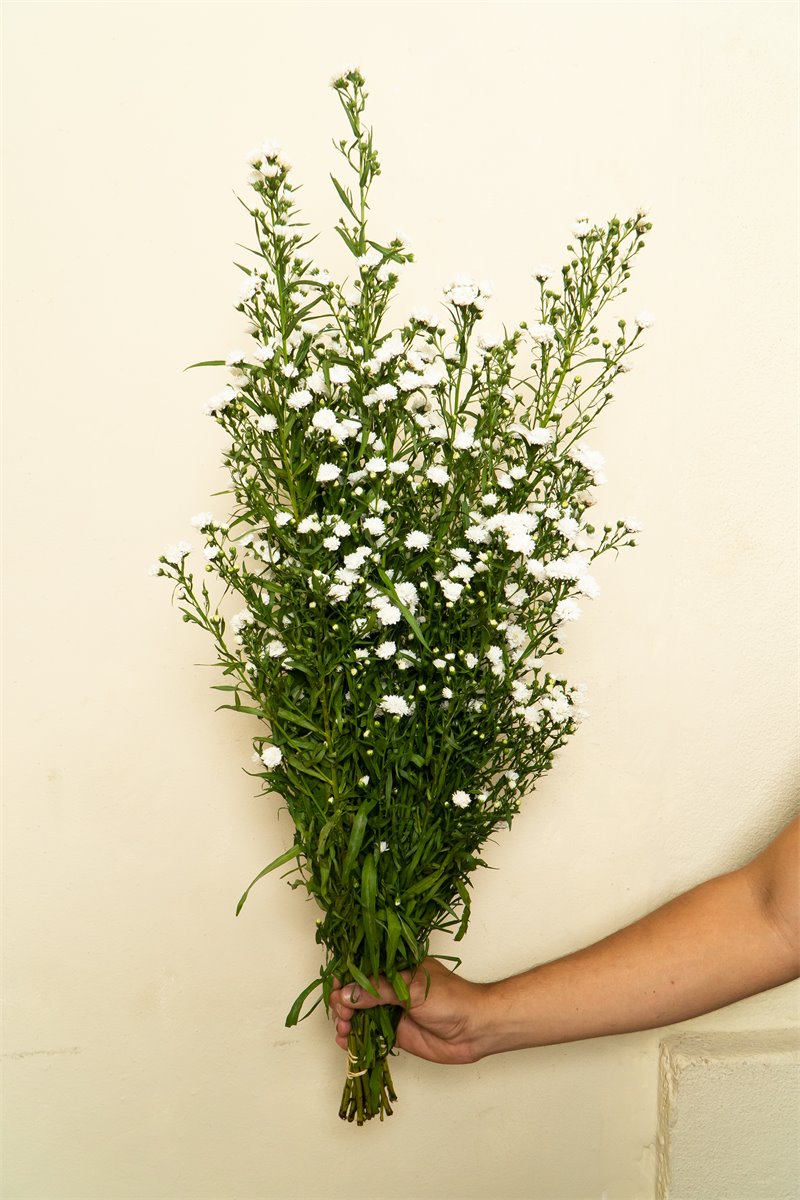 Relleno floral blanco | Almacen Floral