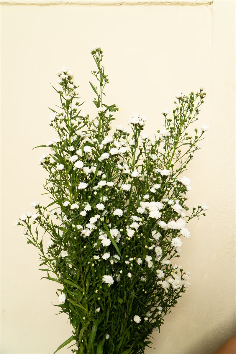 Relleno floral blanco | Almacen Floral