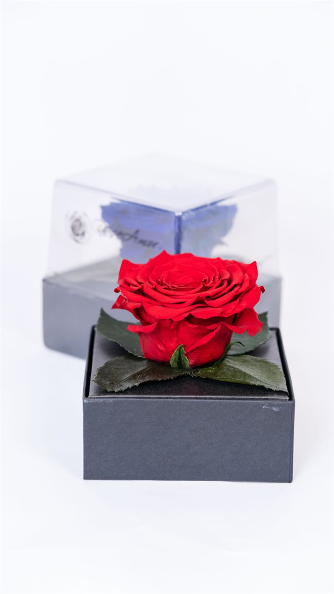 Rosa preservada en cubo | Almacen Floral