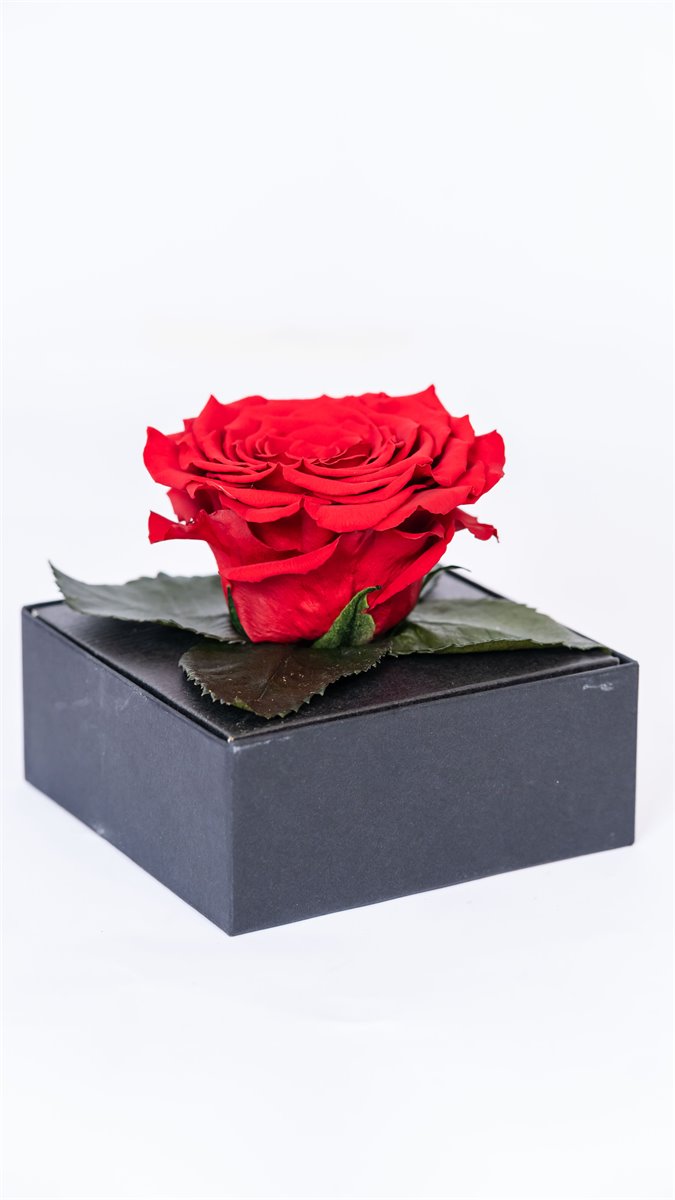 Rosa preservada en cubo | Almacen Floral