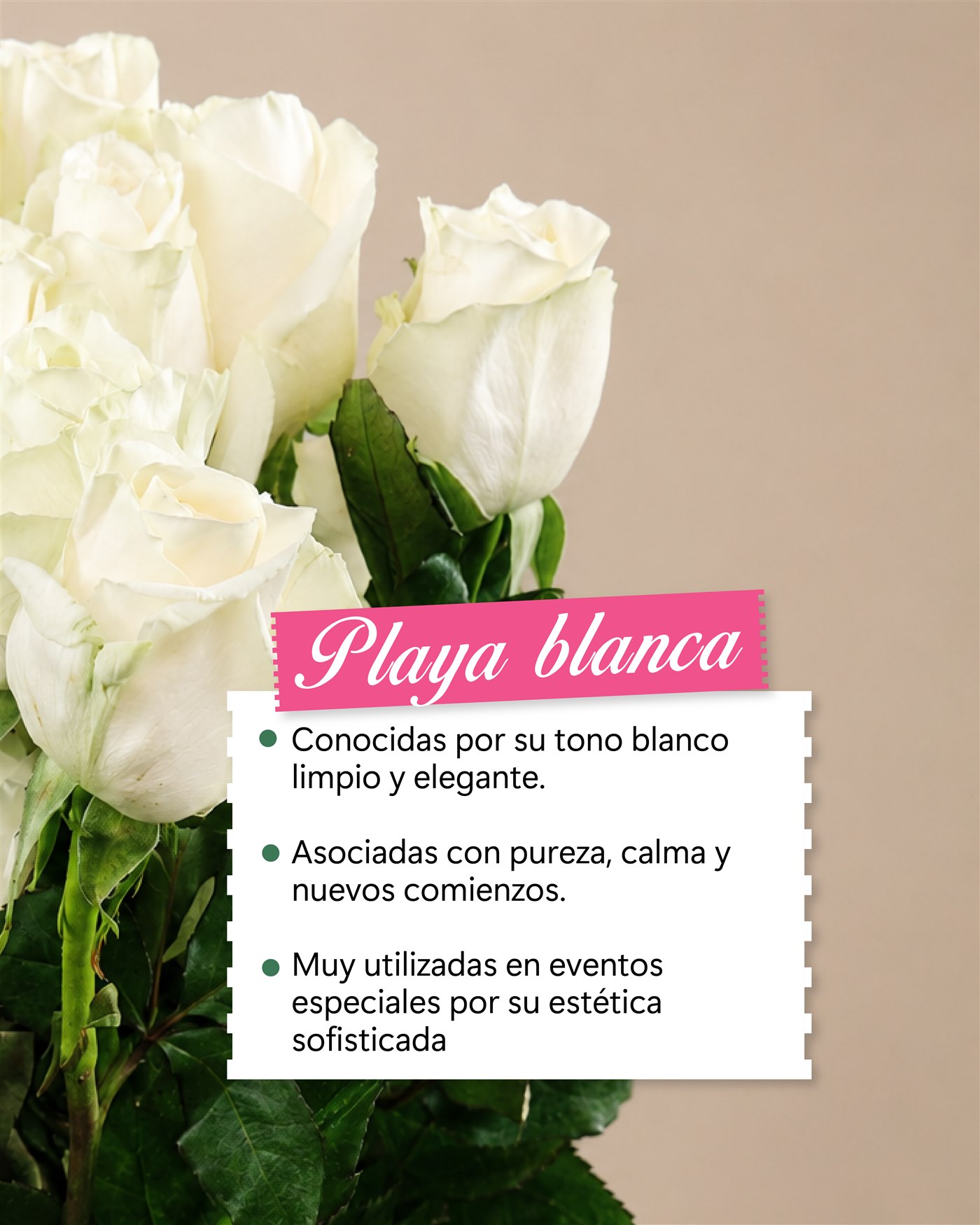 Portada visual del catalogo de Almacen Floral.